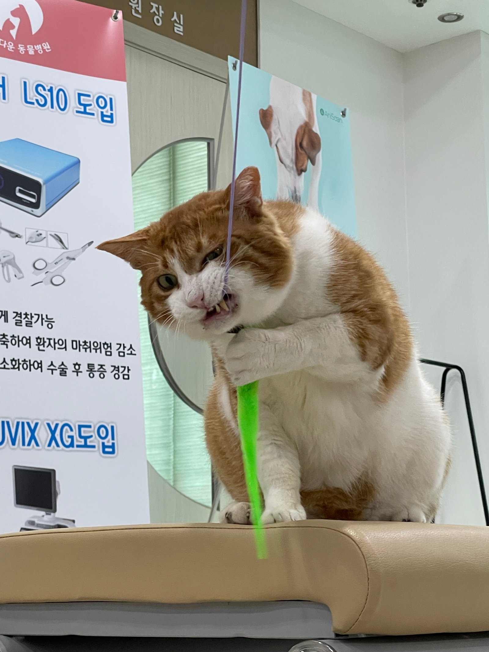 반려동물