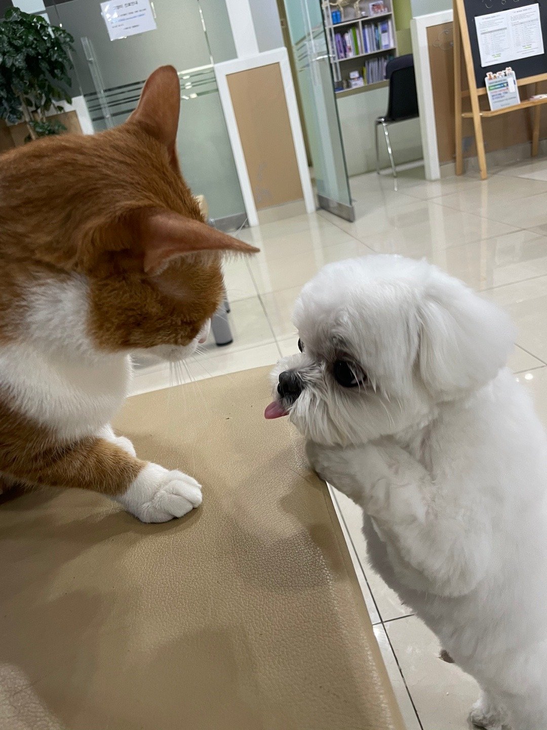 반려동물